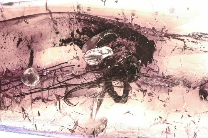 Detailed Fossil Fungus Gnat (Keroplatidae) In Baltic Amber #335831